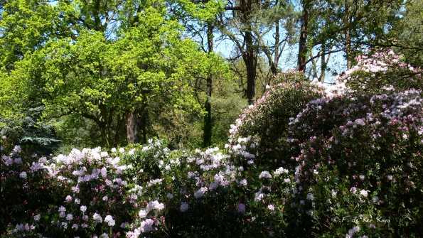 Bois des Moutiers (196) Mai 2012